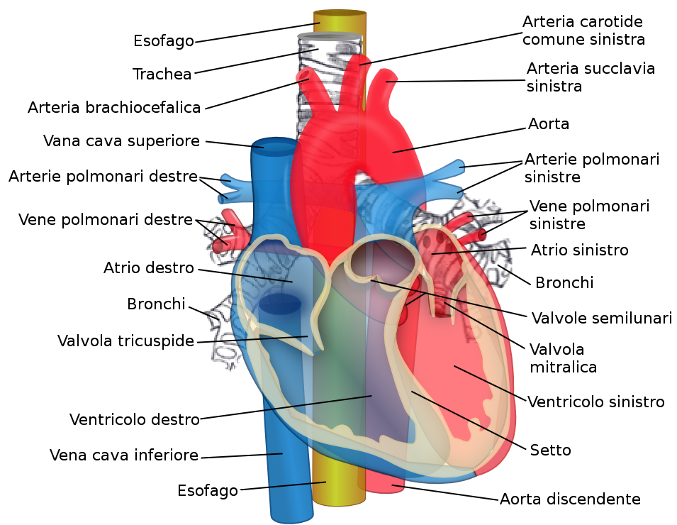 Sezione trasversale del cuore umano — Wikipedia Commons
